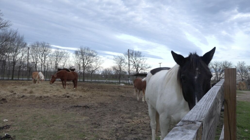 manor tx horse riding